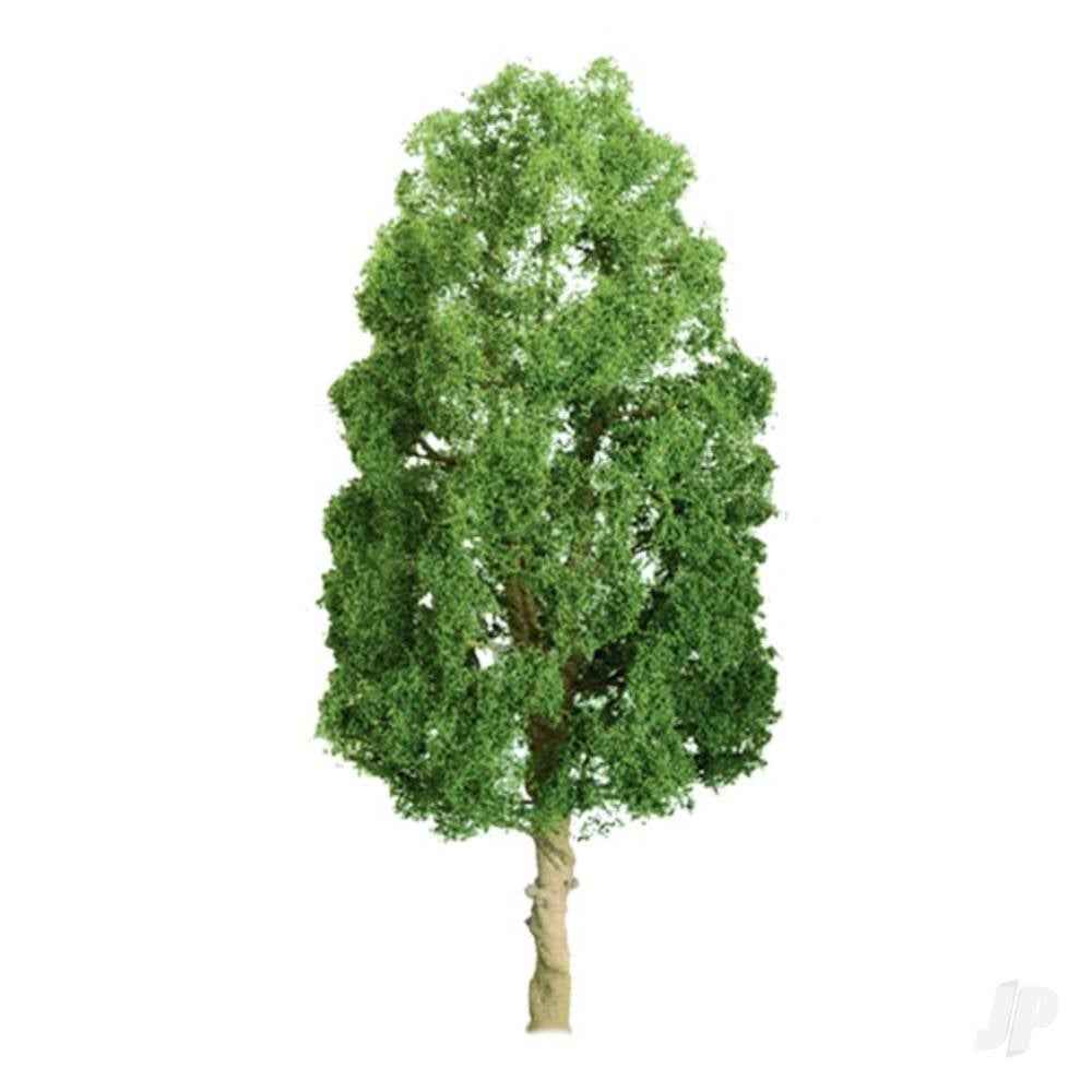 Sycamore, 3in, (3 per pack)-2