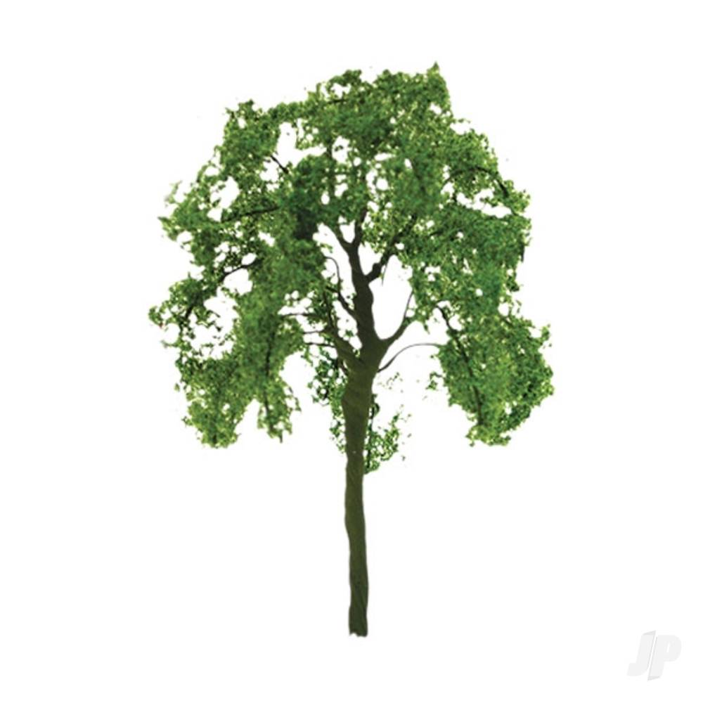 ash-tree-1in-6-per-pack