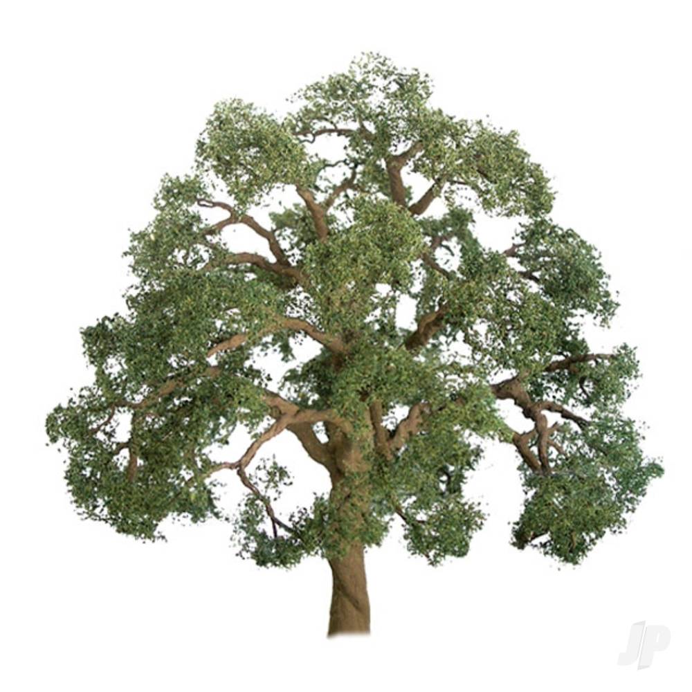 Live Oak, 2in, (3 per pack)