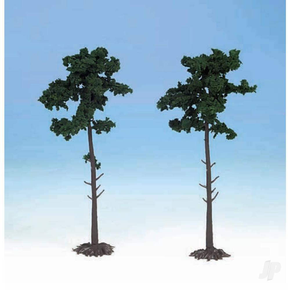 1150 2 Scots Pine Trees 18cm